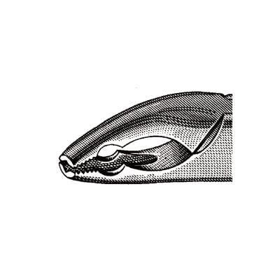 Nordent #150AS Upper Universal Extraction Forceps, Anatomical Beaks, Serrated, Stainless Steel, FE150AS thumbnail 8